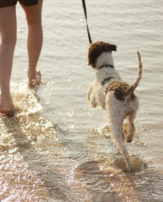 Niezbędne akcesoria dla psa Niezbędne akcesoria dla psa