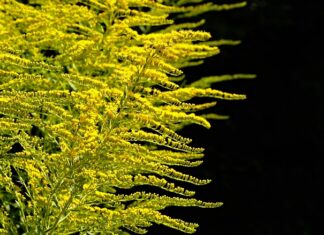 Kiedy sadzić rośliny w oczku? Kiedy sadzić rośliny w oczku?