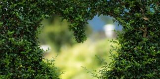 Czy rośliny potrzebują promieniowania UV?