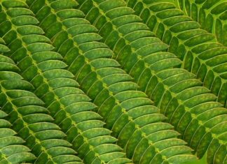 Co zrobić żeby mieć dobre żyły do pobrania krwi? Co zrobić żeby mieć dobre żyły do pobrania krwi?