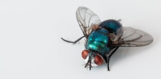 Jak używać ścierka do okien Vileda?