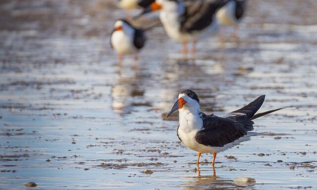 Czy warto kupić skimmer do basenu?