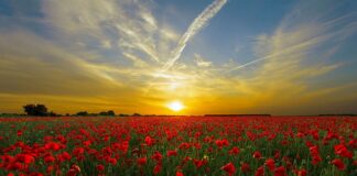 Co daje czerwone światło w akwarium?