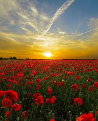 Co daje czerwone światło w akwarium?