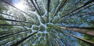 Jak samemu zrobić daszek?