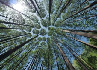 Jak samemu zrobić daszek? Jak samemu zrobić daszek?