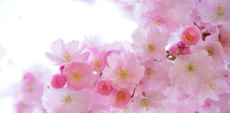 Jakie światło dla roślin?