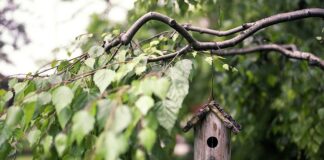 Jak palić miałem w piecu z podajnikiem?