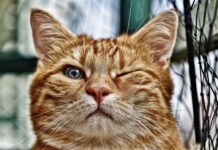 Co zrobić żeby oczko wodne było czyste?