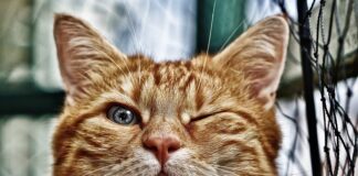 Co zrobić żeby oczko wodne było czyste?