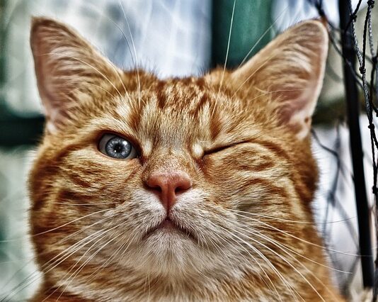 Co zrobić żeby oczko wodne było czyste?