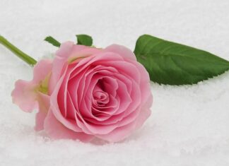 Kto nie może przystąpić do komunii świętej?