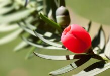 Jaka osłonka do monstery?