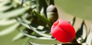 Jaka osłonka do monstery?