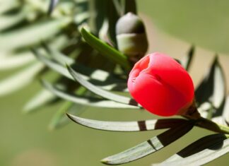 Jaka osłonka do monstery?