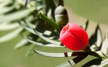 Jaka osłonka do monstery?