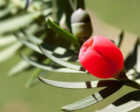 Jaka osłonka do monstery?
