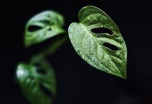 Czy monstera lubi duże doniczki?