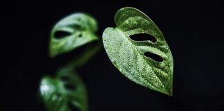 Czy monstera lubi duże doniczki?