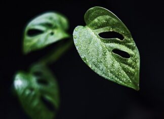 Czy monstera lubi duże doniczki?