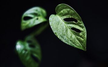 Czy monstera lubi duże doniczki? Czy monstera lubi duże doniczki?