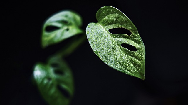 Czy monstera lubi duże doniczki? Czy monstera lubi duże doniczki?