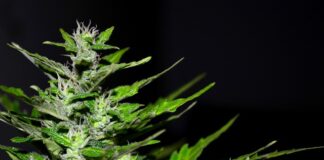 Jaka barwa światła na wzrost marihuany?