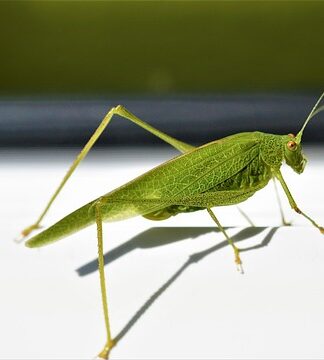 Ile cm ościeżnica zachodzi na ścianę?