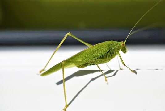 Ile cm ościeżnica zachodzi na ścianę? Ile cm ościeżnica zachodzi na ścianę?