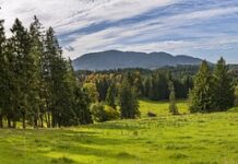 Jaki olej na przebarwienia? Jaki olej na przebarwienia?