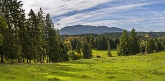 Jaki olej na przebarwienia?