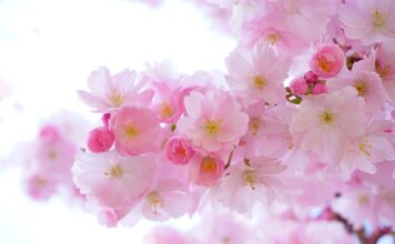 Jaka roślina nie potrzebuję światła? Jaka roślina nie potrzebuję światła?