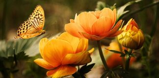 Jaką szmatką do mycia okien?