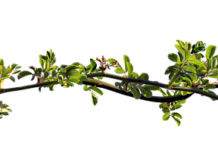 Jaki olejek na zatkany nos u dziecka?