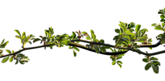 Jaki olejek na zatkany nos u dziecka?