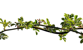 Jaki olejek na zatkany nos u dziecka?