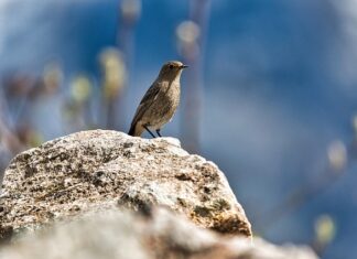 Czy ocet jest dobry na pleśń? Czy ocet jest dobry na pleśń?