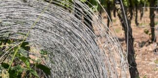 Czym odgrodzić się od sąsiadów?