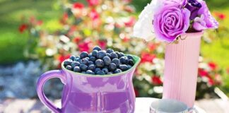 Jak zakwasić ziemię pod borówkę amerykańską?