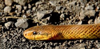 Jakiej grubości wąż do myjki ciśnieniowej?