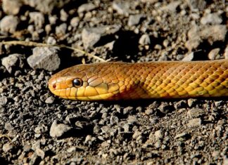 Jakiej grubości wąż do myjki ciśnieniowej?