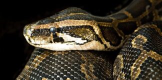 Jak długo dusić mięso żeby było miękkie?