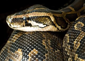 Jak długo dusić mięso żeby było miękkie?