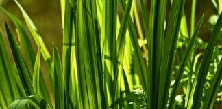 Czy Tatarak oczyszcza wodę?