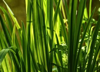 Czy Tatarak oczyszcza wodę?