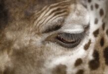 Jak usunąć plamy z potu z kanapy?