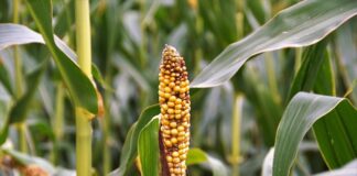 Czy można wyleczyć zwyrodnienie stawów kolanowych?