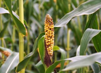 Czy można wyleczyć zwyrodnienie stawów kolanowych?