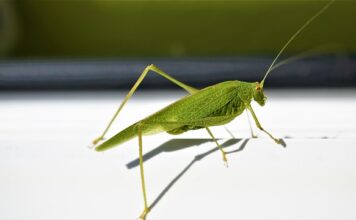 Ile kosztuje ościeżnica metalowa do drzwi? Ile kosztuje ościeżnica metalowa do drzwi?