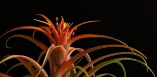 Jak założyć ostrze do kosiarki?